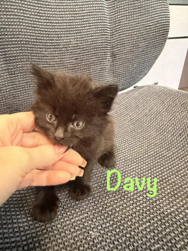 Davy