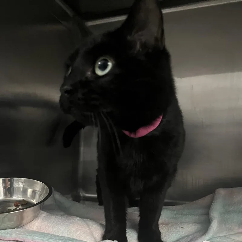 A young medium-sized female Black Domestic Short Hair cat named Aveline for adoption in Lakeland, FL