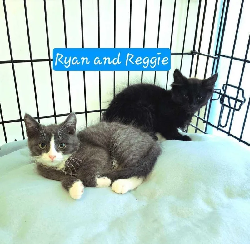 A baby small-sized male Gray & White Domestic Short Hair cat named Ryan for adoption in Jessup, MD