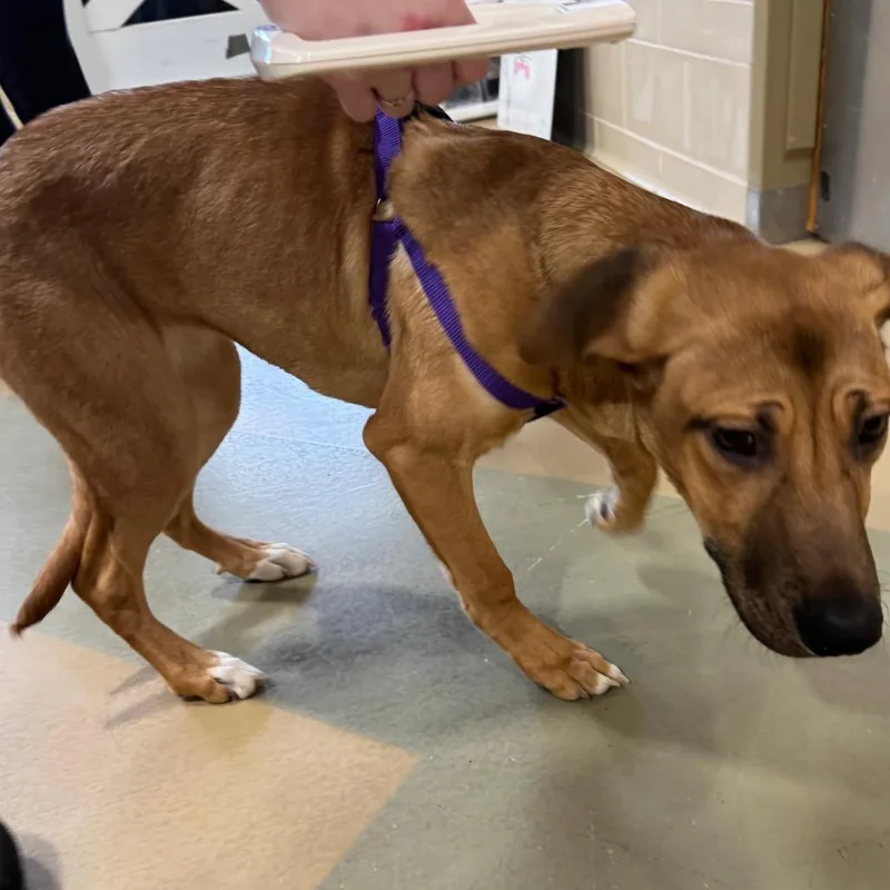 Lilly Dove thumbnail 2