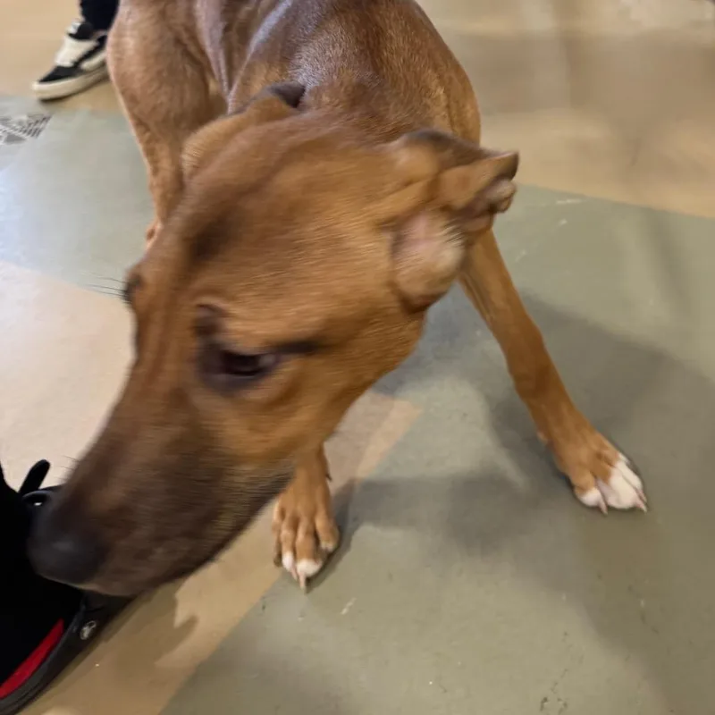 Lilly Dove thumbnail 3