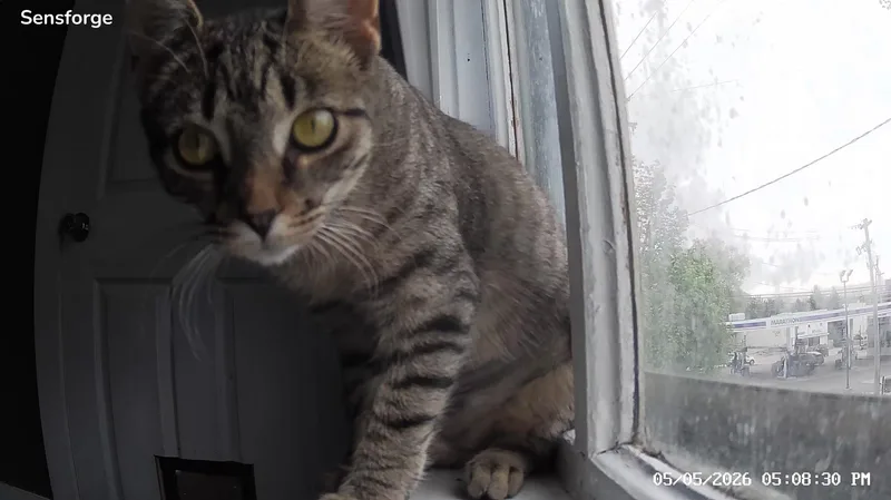 A young small-sized female Tabby (Brown / Chocolate) Domestic Short Hair cat named Leah for adoption in Ionia, MI