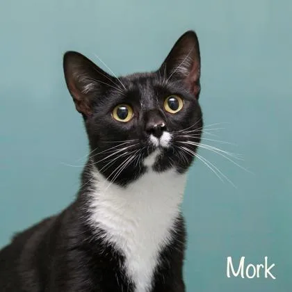 An adult large-sized male Domestic Short Hair cat named Mork for adoption in Parma, OH