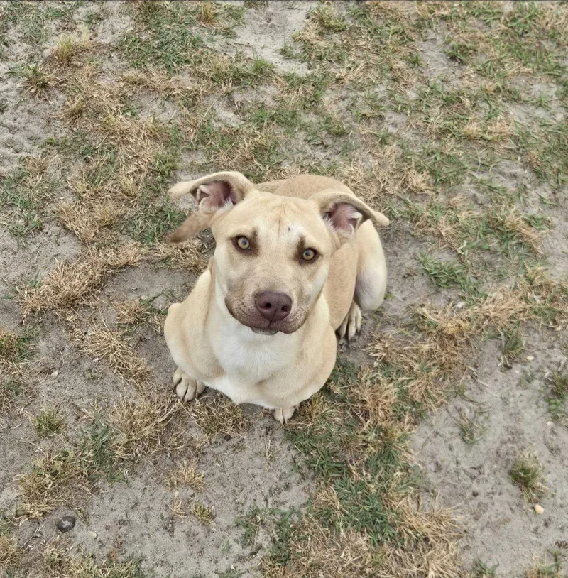 Lemon Drop thumbnail 2