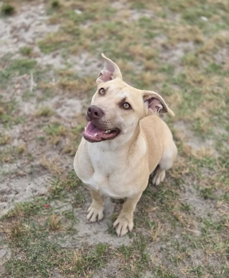 Lemon Drop thumbnail 3