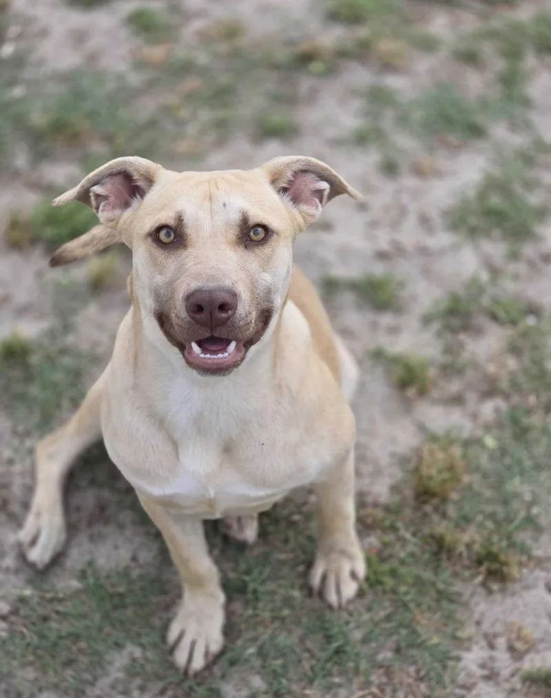 An adult medium-sized female Yellow / Tan / Blond / Fawn Pit Bull Terrier dog named Lemon Drop for adoption in Valdosta, GA