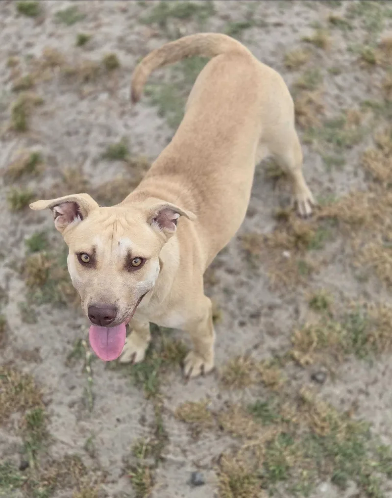 Lemon Drop thumbnail 4