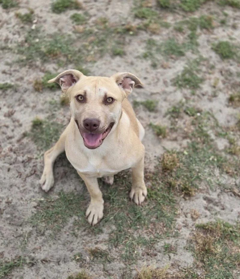 Lemon Drop thumbnail 5