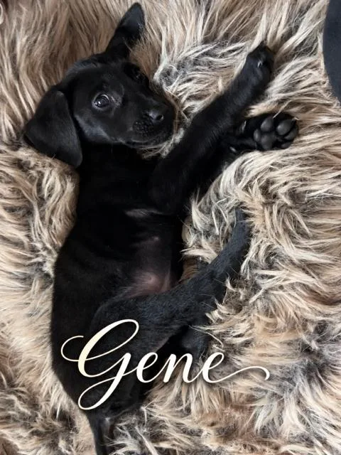 Gene thumbnail 2