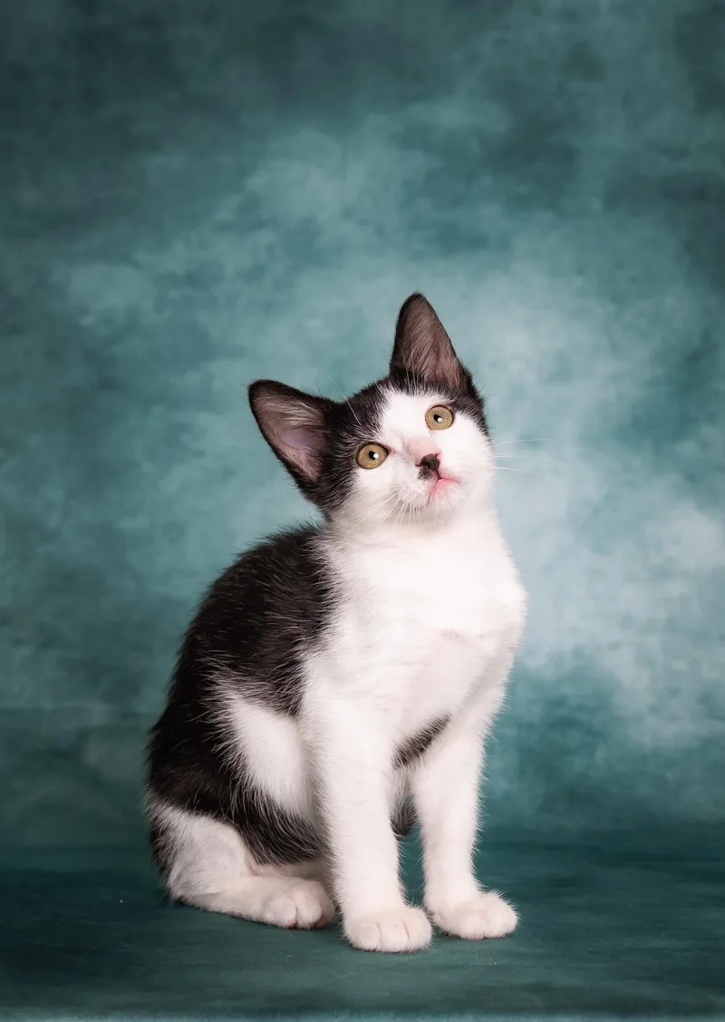 A baby small-sized female Black & White / Tuxedo Domestic Short Hair cat named Shasta for adoption in Houston, TX