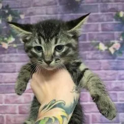 A baby small-sized male Brown / Chocolate Domestic Short Hair cat named Lizard for adoption in Fort Collins, CO