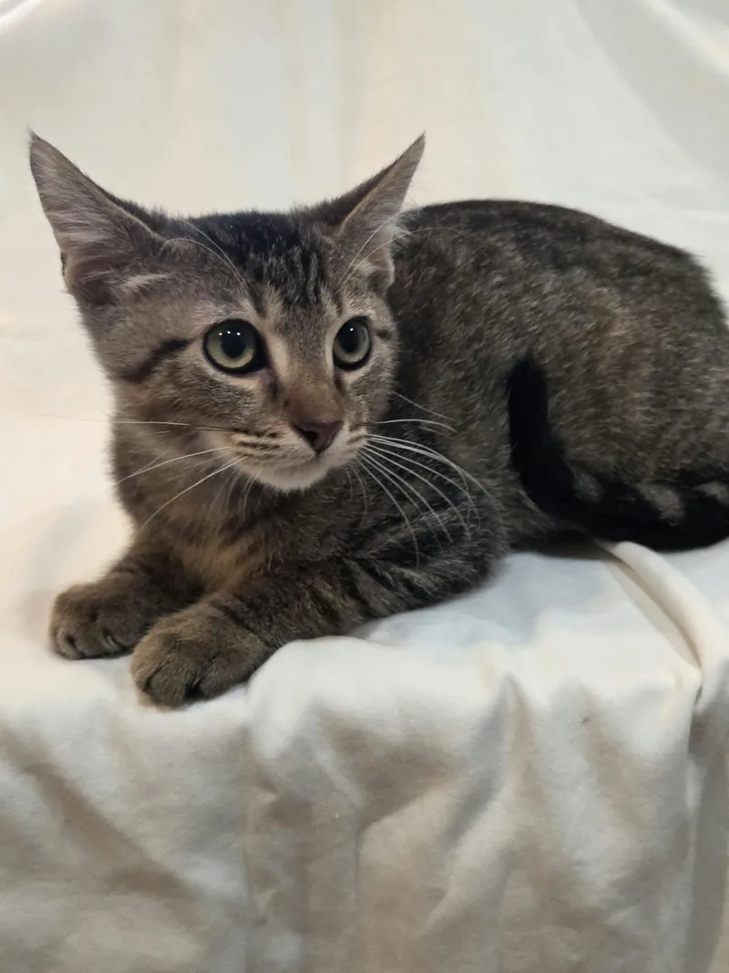 A baby medium-sized male Tabby (Brown / Chocolate) Domestic Short Hair cat named Tequila Sunrise for adoption in Jefferson, LA
