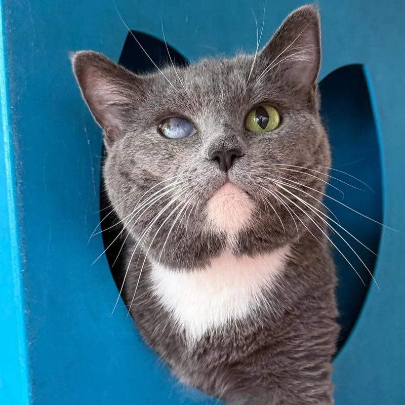 A senior large-sized female Gray / Blue / Silver Domestic Short Hair cat named Lily for adoption in Waukesha, WI