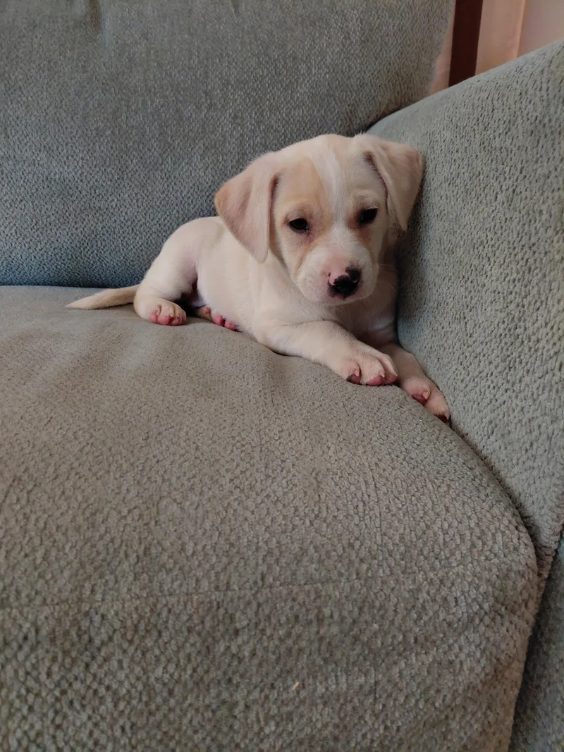 Josie