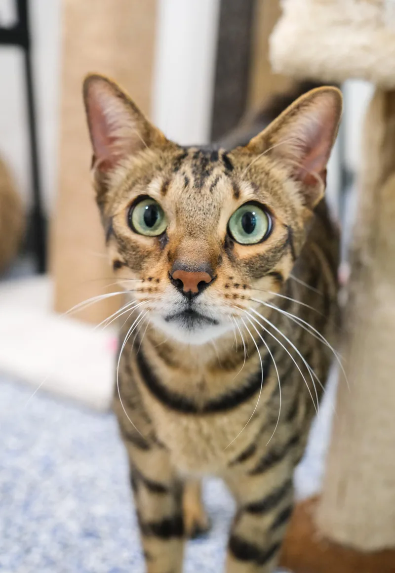 An adult medium-sized female Bengal cat named Mochi for adoption in Newport Beach, CA