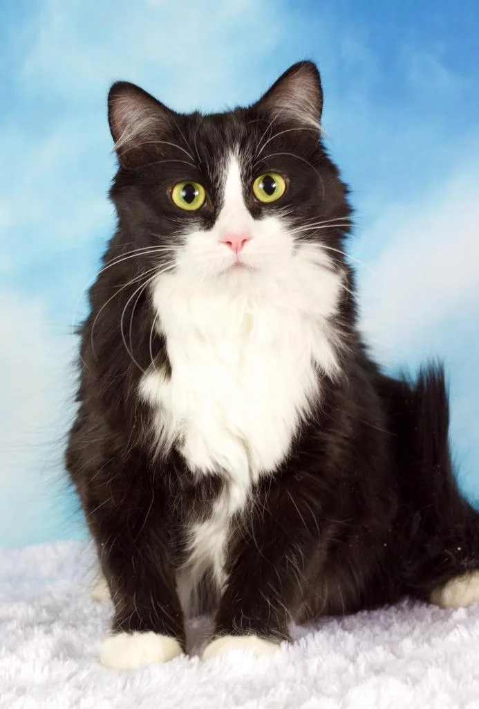 An adult small-sized female Domestic Short Hair cat named Stewie Bleu for adoption in Gilbert, AZ
