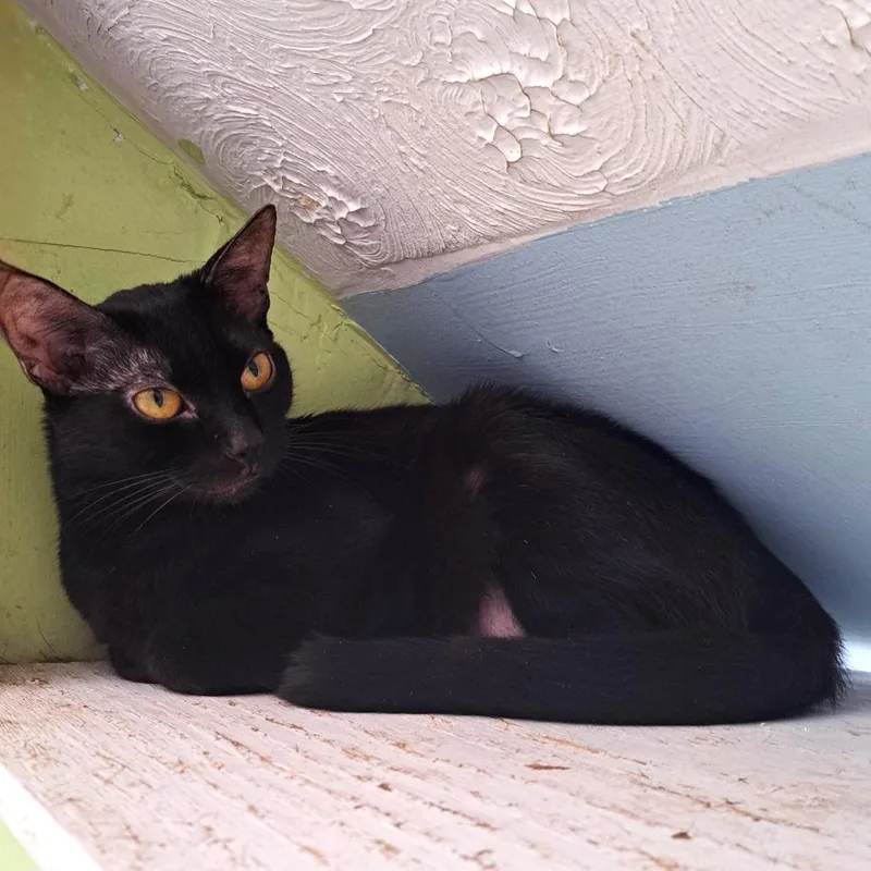 An adult medium-sized female Black Domestic Short Hair cat named Smoothie for adoption in Brownsboro, AL