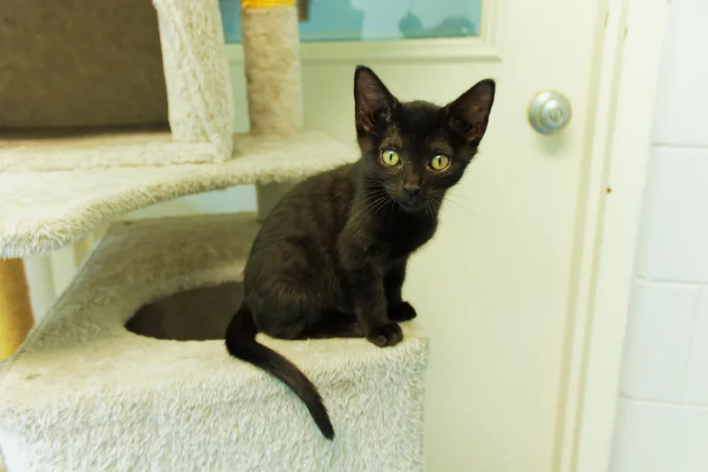A baby medium-sized female Black Domestic Short Hair cat named Sid for adoption in Urbana, OH