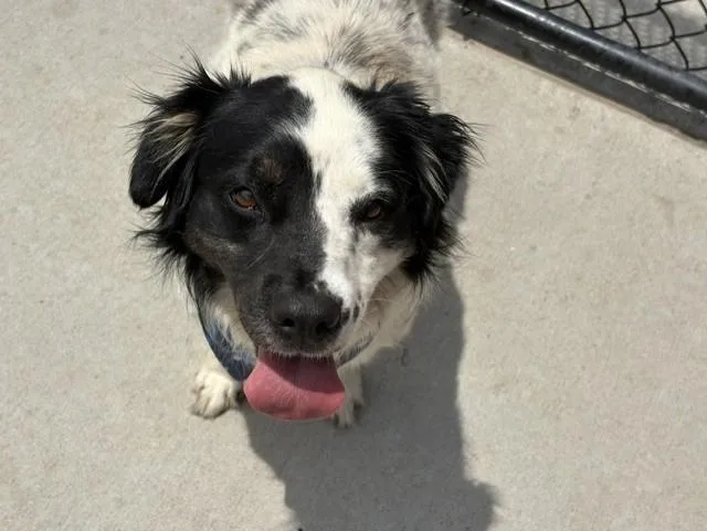 A young medium-sized female Border Collie dog named Ash for adoption in Tulsa, OK