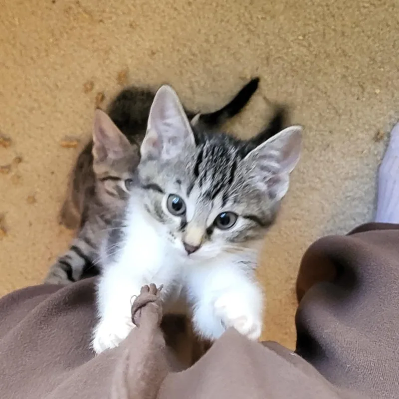 A baby small-sized female Brown / Chocolate Domestic Short Hair cat named Havarti for adoption in Ridgely, MD