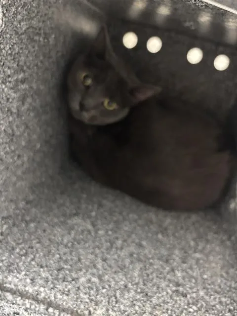An adult small-sized female Domestic Short Hair cat named Nala for adoption in Dallas, TX