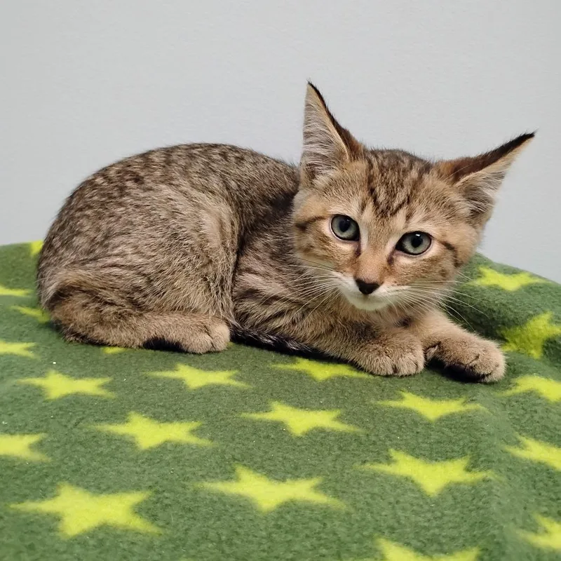 A baby small-sized male Brown / Chocolate Domestic Short Hair cat named Heman for adoption in Winchester, TN