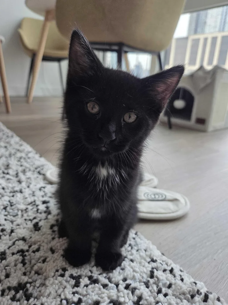 Red Velvet Cake thumbnail 3