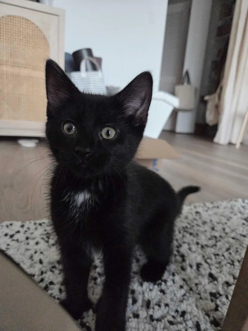 A baby small-sized male Black & White / Tuxedo Domestic Short Hair cat named Red Velvet Cake for adoption in Long Island City, NY