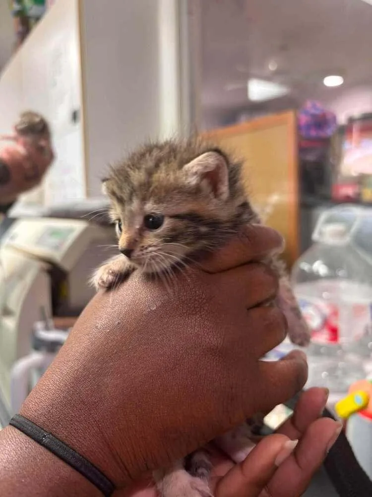 A baby small-sized female Brown / Chocolate Domestic Short Hair cat named Shelby for adoption in Statesboro, GA