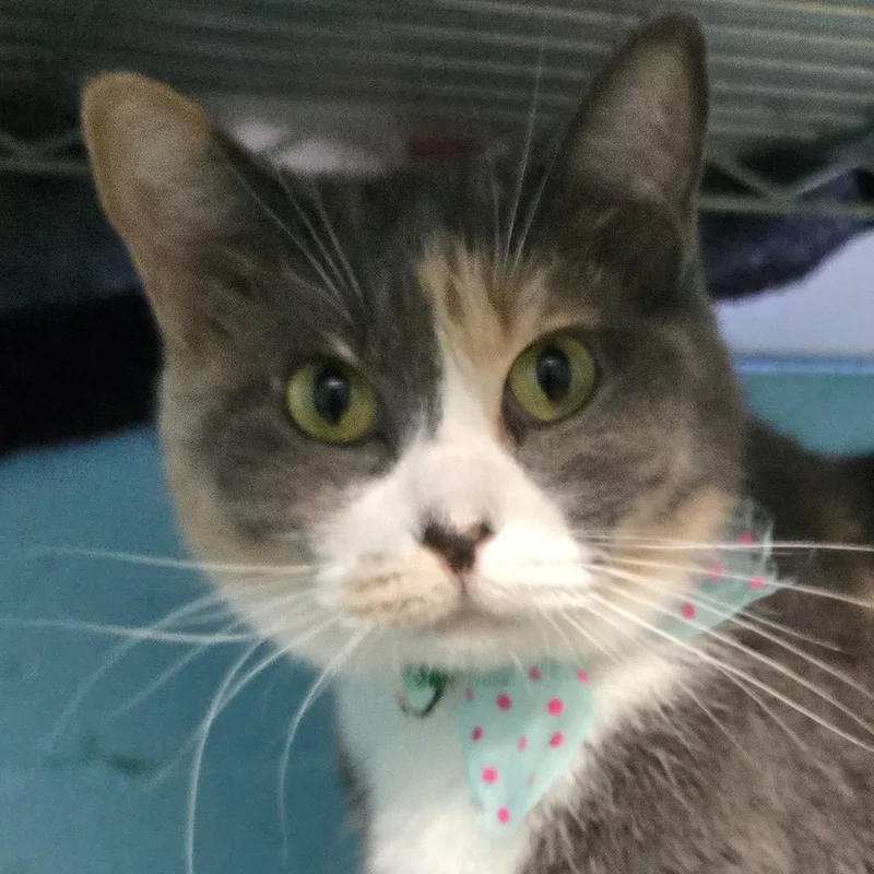 An adult medium-sized female Dilute Calico cat named Sukki for adoption in Milledgeville, GA