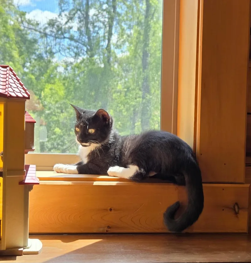 A baby medium-sized female Black & White / Tuxedo Tuxedo cat named Myla for adoption in Kenhorst, PA