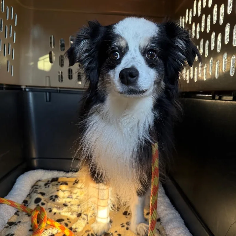 A baby small-sized female Black Terrier dog named Oreo for adoption in Newark, NJ