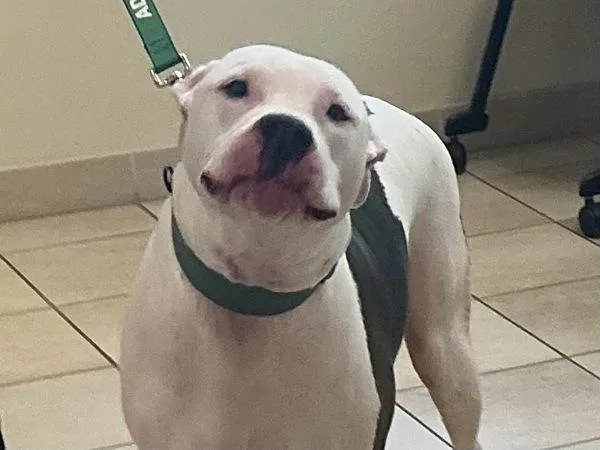 An adult large-sized male Pit Bull Terrier dog named Ace Aka Joey for adoption in Virginia Beach, VA