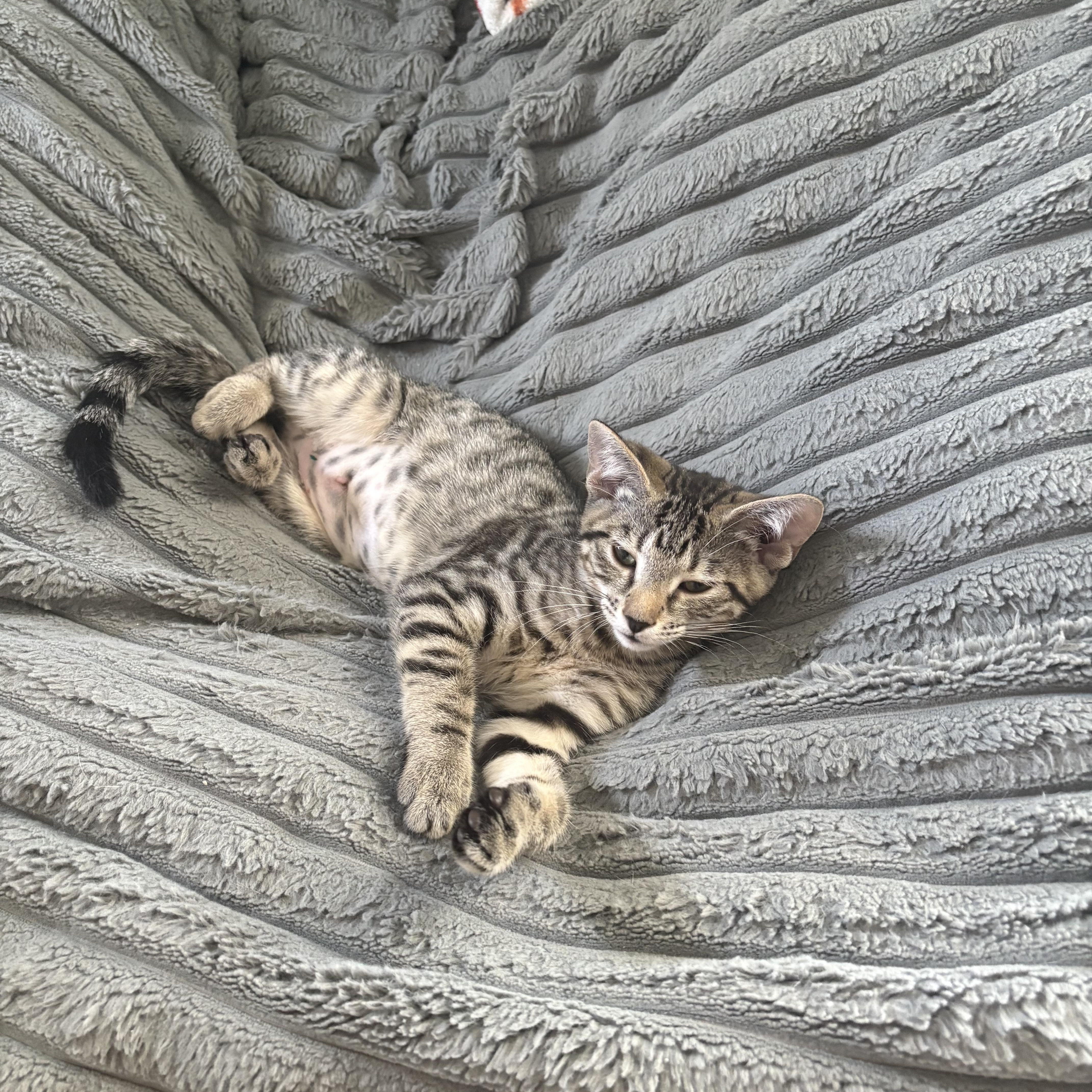 A baby small-sized female Tabby (Buff / Tan / Fawn) Domestic Short Hair cat named Raita for adoption in Warminster, PA