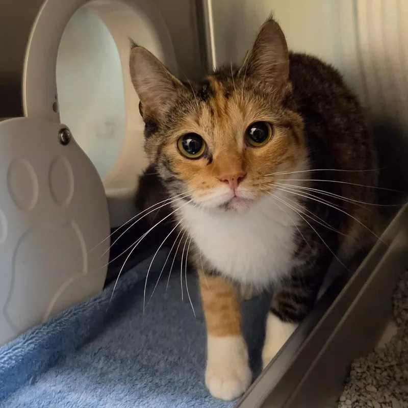 A young medium-sized female Calico Domestic Short Hair cat named Honey for adoption in Asheville, NC