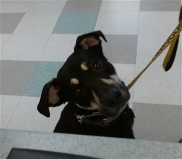 A young medium-sized male German Shepherd Dog dog named Zeus for adoption in Oklahoma City, OK