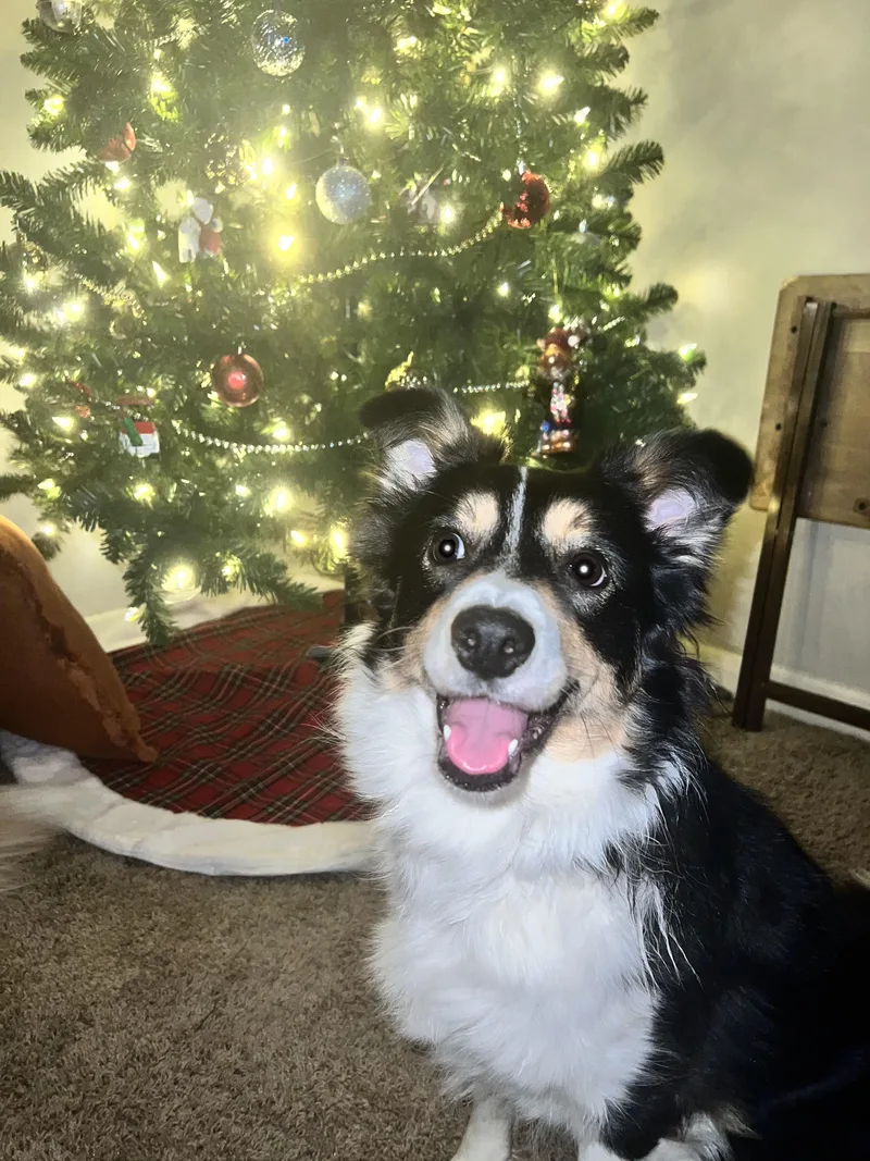An adult medium-sized female Border Collie dog named Pippa Jean And Major for adoption in Seymour, IN