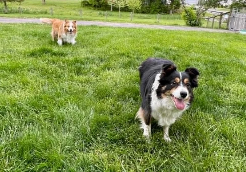 Pippa Jean And Major thumbnail 2