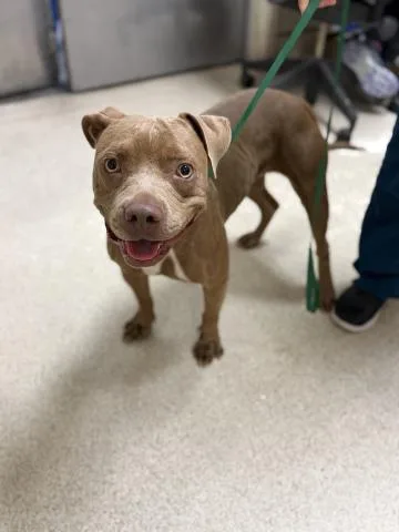 A young medium-sized female Pit Bull Terrier dog named Xena for adoption in Riverside, CA