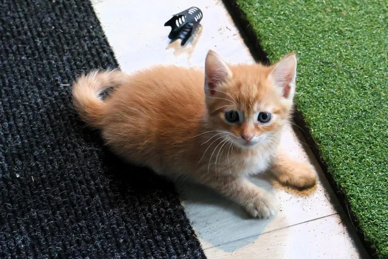 A baby medium-sized male Domestic Short Hair cat named Cornbread for adoption in Mount Pleasant, SC