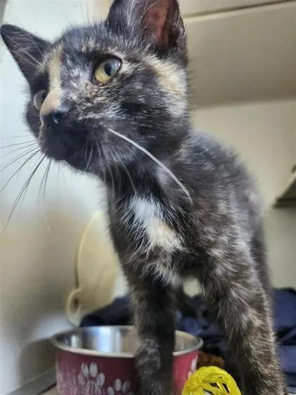 A young small-sized female Domestic Short Hair cat named Medusa for adoption in Columbus, IN