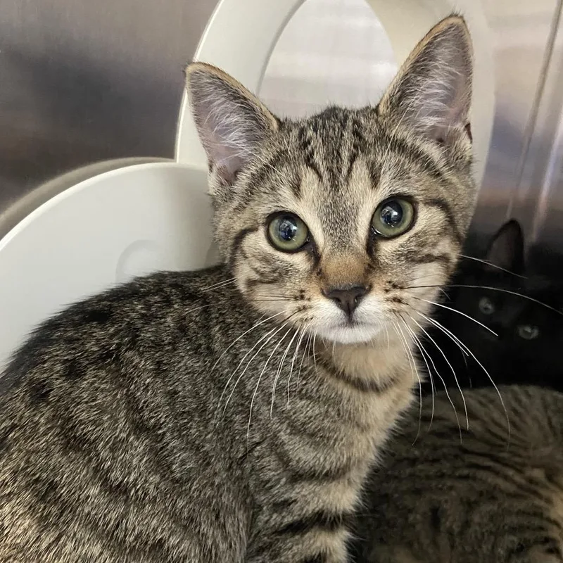 A baby small-sized female Brown / Chocolate Domestic Short Hair cat named Lou Anne for adoption in Greensboro, NC