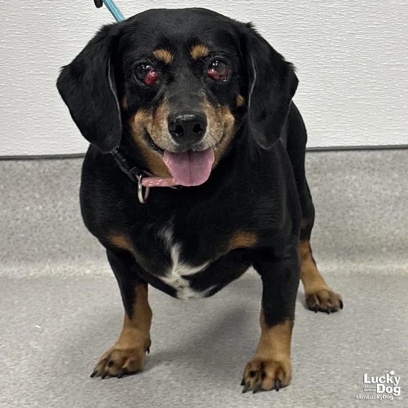 An adult medium-sized female Dachshund dog named Phoenix for adoption in Washington, DC
