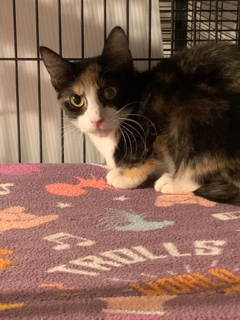 A baby medium-sized female Domestic Short Hair cat named Iris Lee for adoption in Douglasville, GA