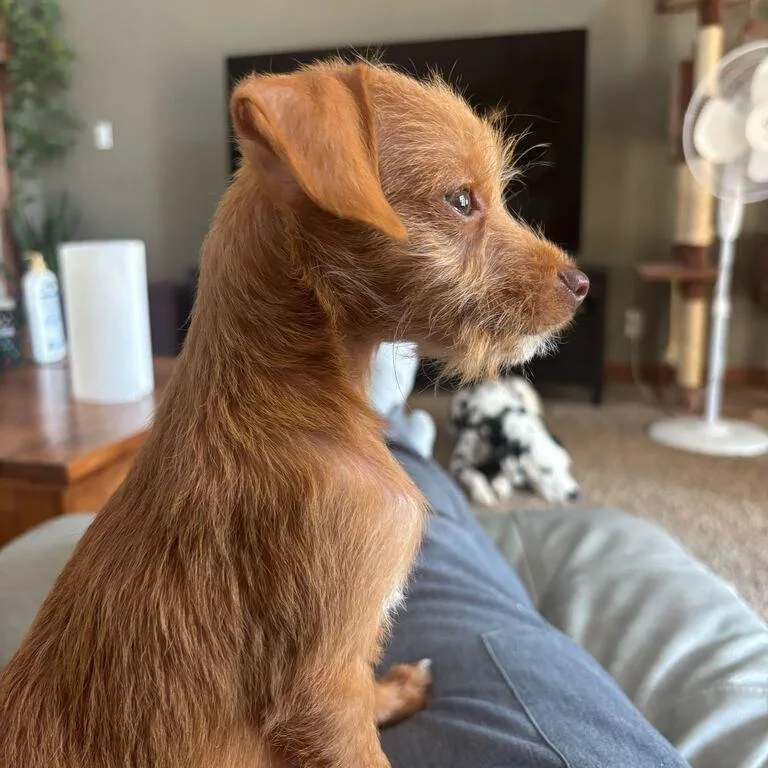 A baby small-sized female Chihuahua dog named Tito for adoption in Dayton, OH