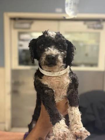 An adult small-sized female Poodle dog named Betty Boop for adoption in Riverside, CA