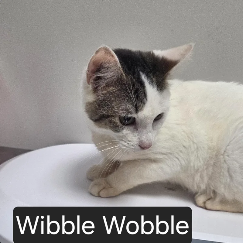 A young medium-sized male Gray & White Domestic Short Hair cat named Wibble Wobble for adoption in SNOW HILL, NC