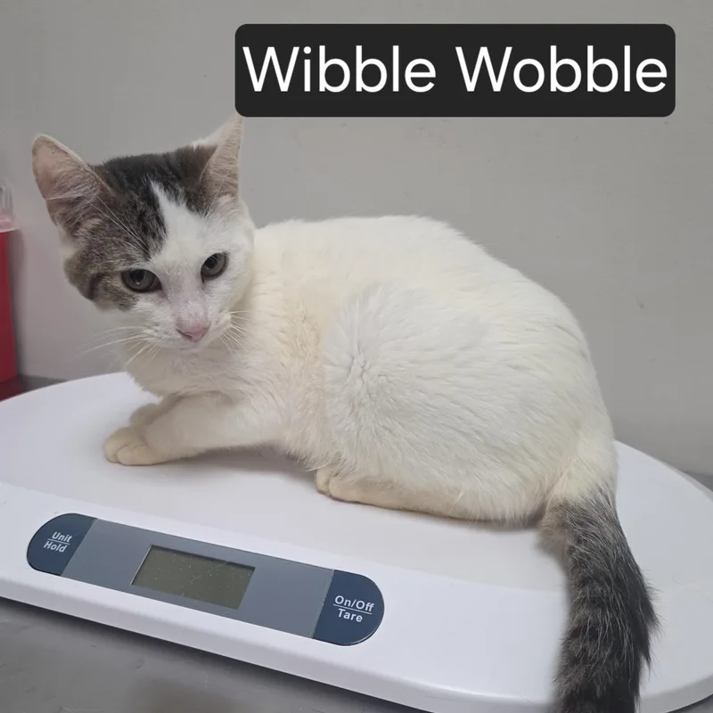 Wibble Wobble thumbnail 2