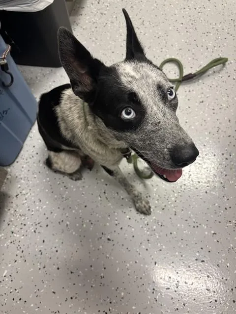 An adult medium-sized female Australian Cattle Dog / Blue Heeler dog named Wysteria for adoption in Forney, TX