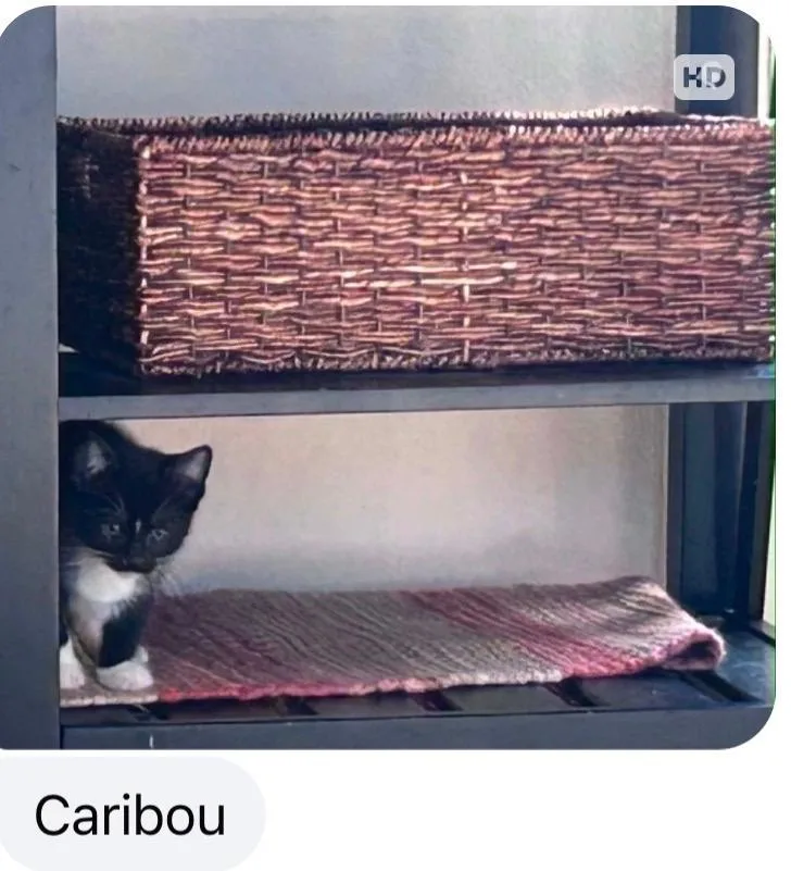 Caribou thumbnail 2